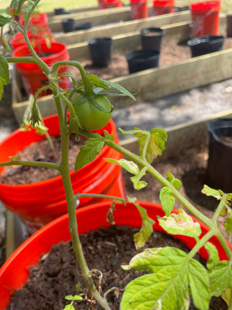 HomesUnited Gardens Home Tomato Plants